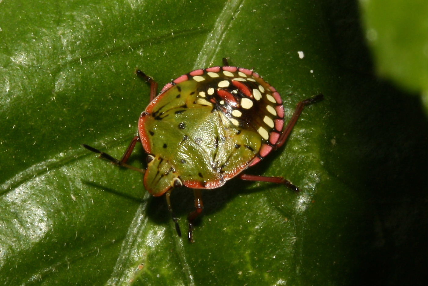 Pentatomidae: ninfa di Nezara viridula di Monzone (MS)